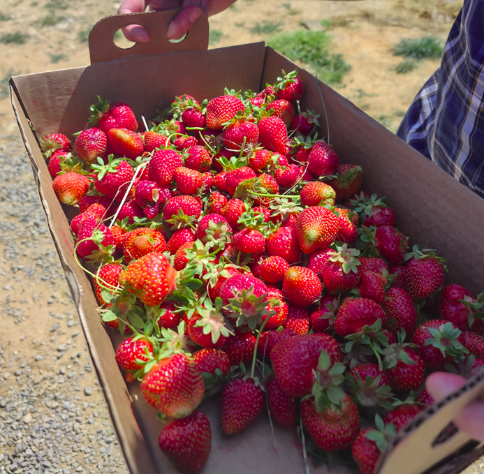 Farmers Markey Winchester, VA, strawberry festival, West Oaks Farm Market, Strawberries Winchester, VA