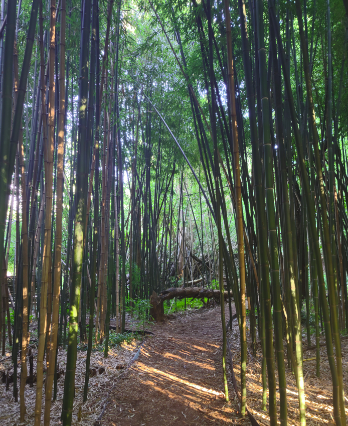 MSV Bamboo, Museum of the Shenandoah Valley, museum Winchester, VA