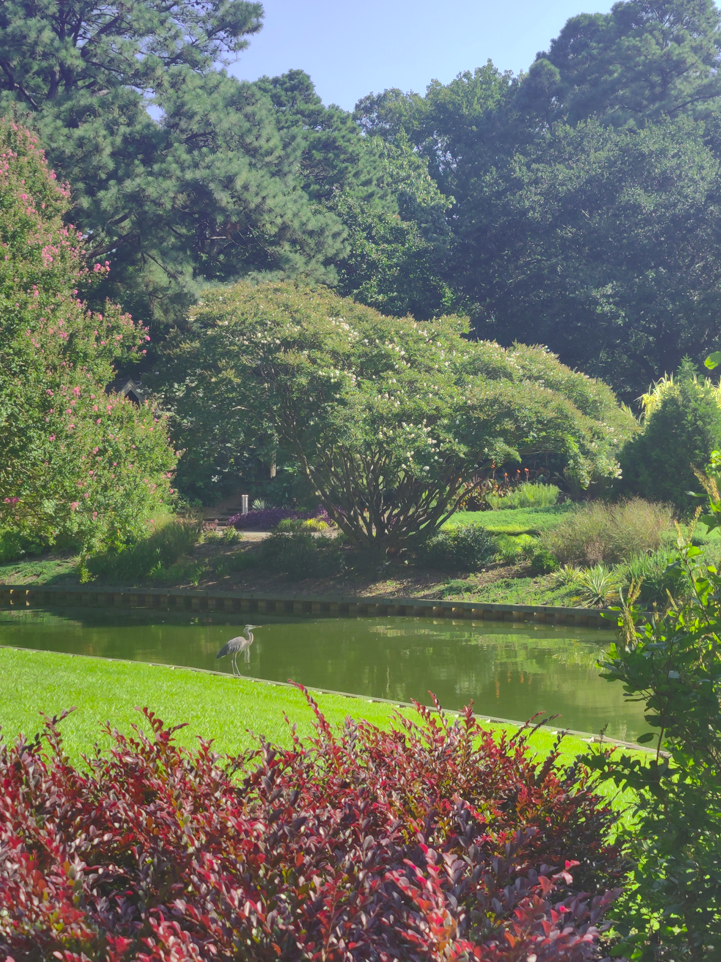 Norfolk, VA Botanical Gardens, heron