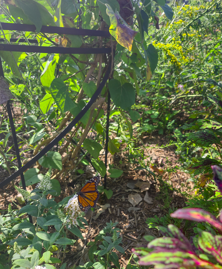 Norfolk, VA Botanical Gardens, butterfly