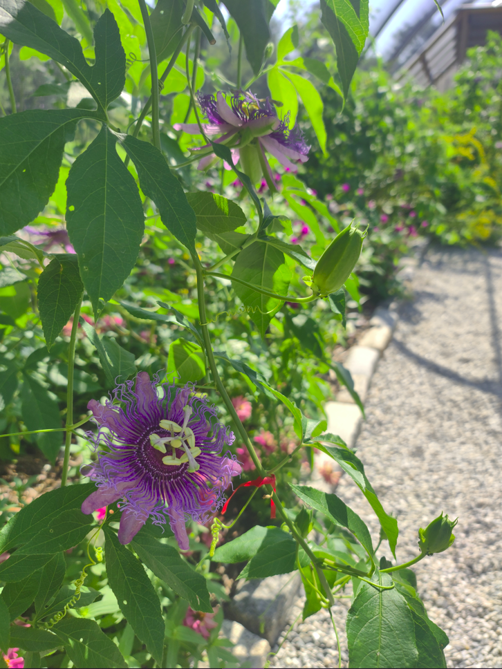 Norfolk, VA Botanical Gardens, Flowers