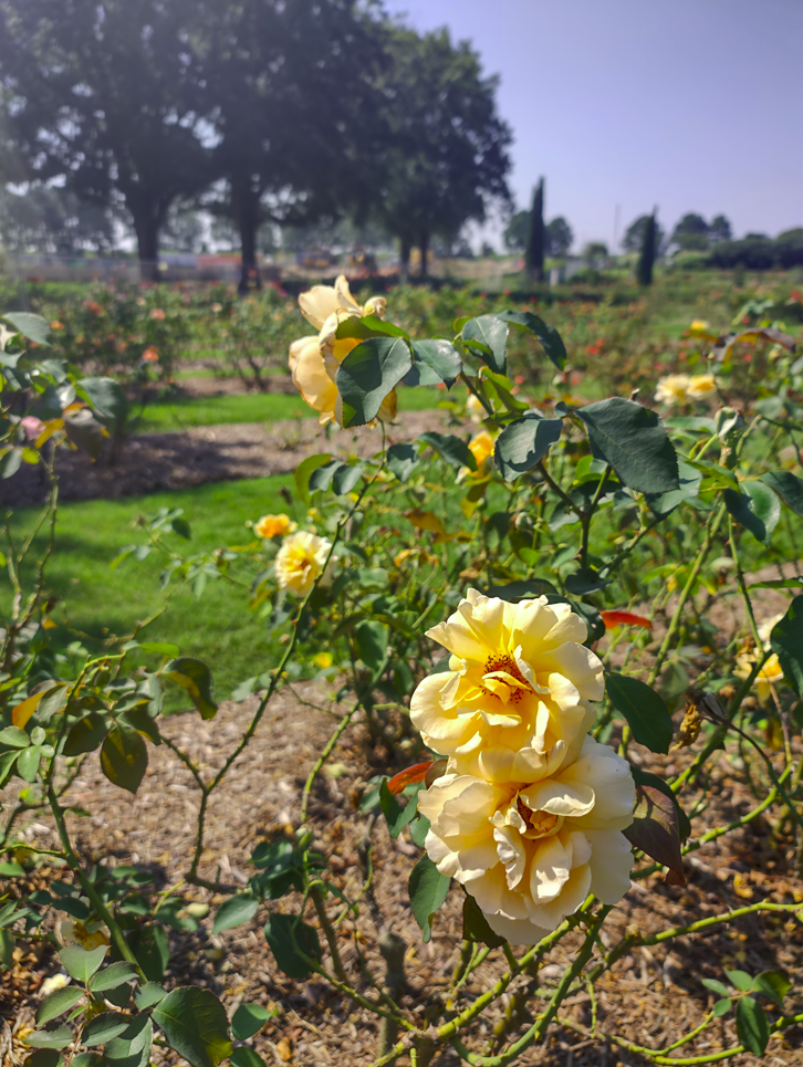 Norfolk, VA Botanical Gardens, Roses