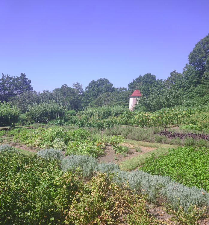 Mount Vernon garden