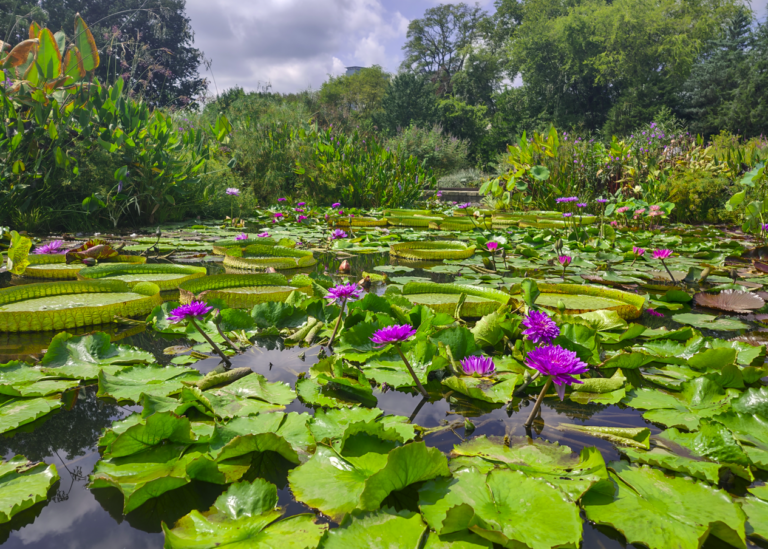 Atlanta Botanical Garden - lilly