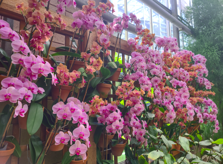 Atlanta Botanical Garden - orchids