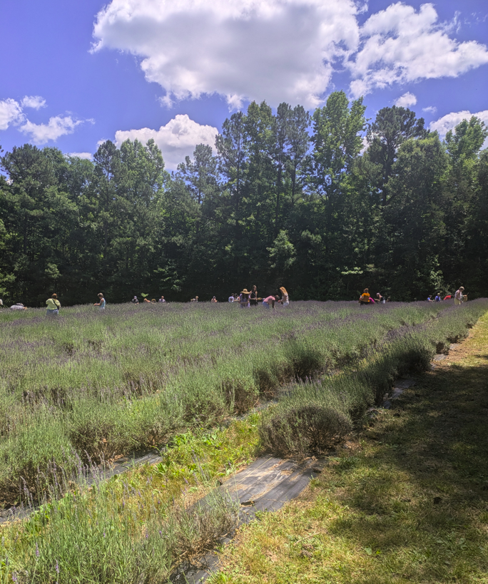 Amelia Lavender Festival - lavender field