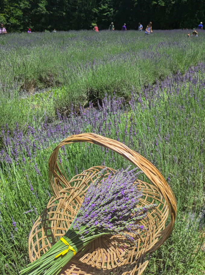 Amelia Lavender Festival - lavender field