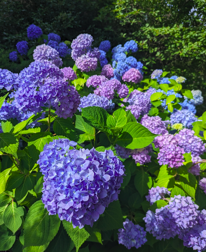 Lewis Ginter Botanical Garden - hydrangea