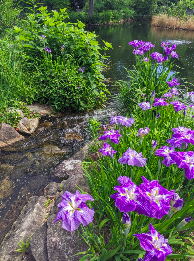 Lewis Ginter Botanical Garden - iris